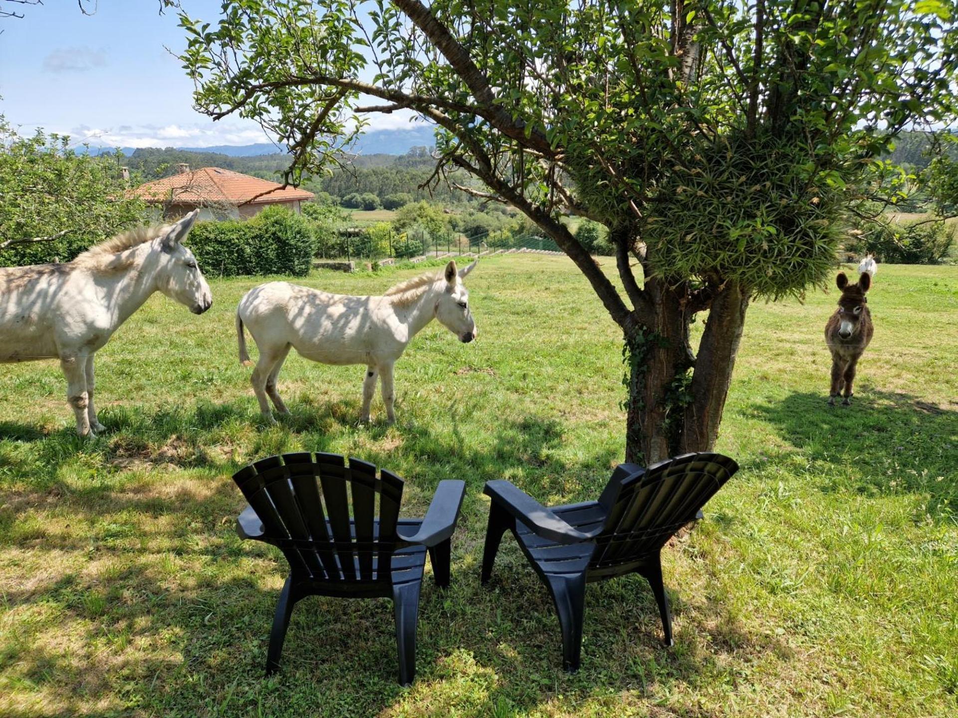Turismo Rural El Piensu Villaviciosa  Εξωτερικό φωτογραφία
