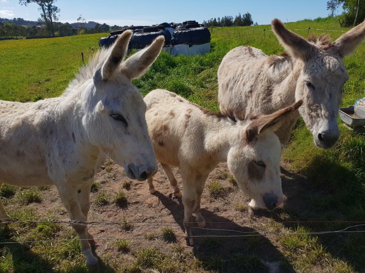 Turismo Rural El Piensu Villaviciosa  Εξωτερικό φωτογραφία